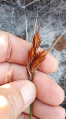 Thamnochortus lucens