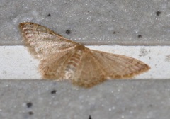 Idaea costiguttata