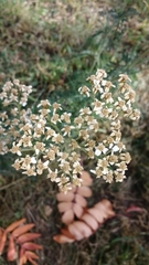 Achillea millefolium