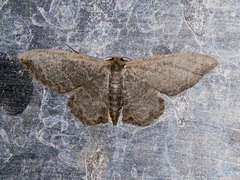 Idaea costiguttata
