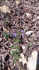 Veronica capsellicarpa