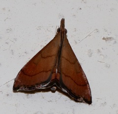 Hemiscopis sanguinea