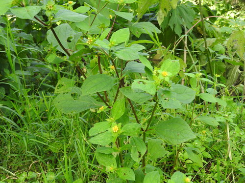 Melampodium perfoliatum, photograph 5