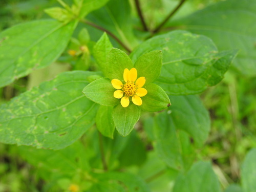 Melampodium perfoliatum, photograph 3