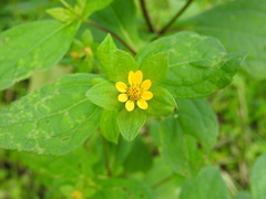 Melampodium perfoliatum, photograph (c) Alexis López Hernández, some rights reserved (CC BY)