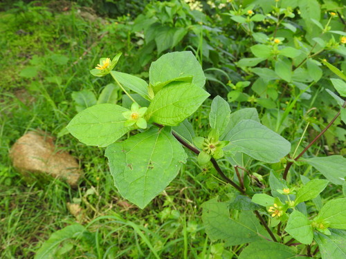 Melampodium perfoliatum, photograph 4