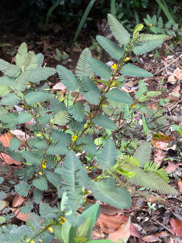 Chamaecrista nictitans observed 2026-06-29