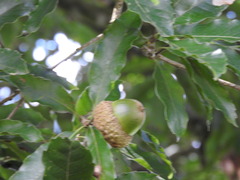 Quercus lancifolia, photograph (c) Alexis López Hernández, some rights reserved (CC BY)