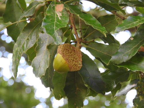 Quercus lancifolia, photograph 5