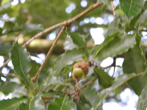 Quercus lancifolia, photograph 1