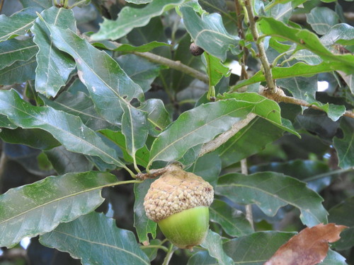 Quercus lancifolia, photograph 3