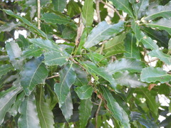 Quercus lancifolia, photograph (c) Alexis López Hernández, some rights reserved (CC BY)