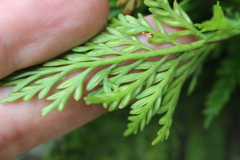 Asplenium appendiculatum appendiculatum