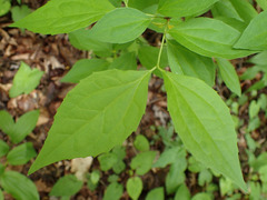 Philadelphus inodorus