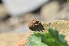 Aelurillus luctuosus