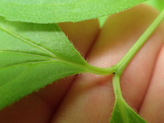 Philadelphus inodorus