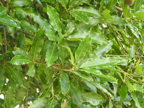 Quercus lancifolia, photograph 6