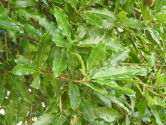Quercus lancifolia, photograph (c) Alexis López Hernández, some rights reserved (CC BY)