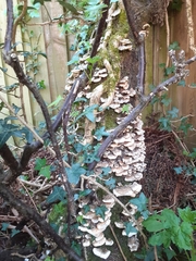 Fungi