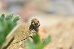 Aelurillus luctuosus