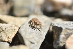 Aelurillus luctuosus