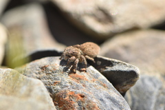 Aelurillus luctuosus