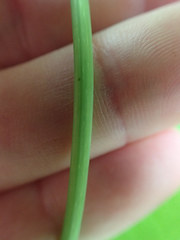 Philadelphus inodorus