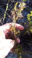 Thamnochortus lucens