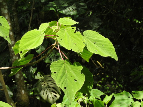 Urera caracasana