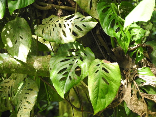 Monstera siltepecana, photograph 5