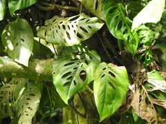 Monstera siltepecana, photograph (c) Alexis López Hernández, some rights reserved (CC BY)