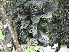 Monstera siltepecana, photograph (c) Alexis López Hernández, some rights reserved (CC BY)