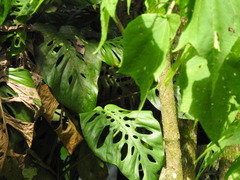 Monstera siltepecana, photograph (c) Alexis López Hernández, some rights reserved (CC BY)