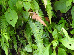 Blechnum occidentale, photograph (c) Alexis López Hernández, some rights reserved (CC BY)