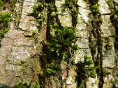 Orthotrichum stramineum