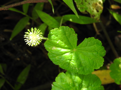 Hydrocotyle mexicana, photograph 3