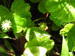 Hydrocotyle mexicana, photograph (c) Alexis López Hernández, some rights reserved (CC BY)