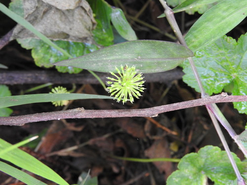 Hydrocotyle mexicana, photograph 4
