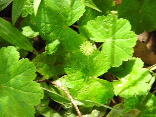 Hydrocotyle mexicana, photograph 5