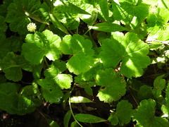 Hydrocotyle mexicana, photograph (c) Alexis López Hernández, some rights reserved (CC BY)