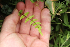 Pellaea calidirupium