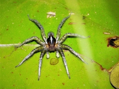 Allocosa paraguayensis