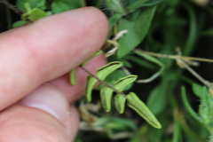 Pellaea calidirupium