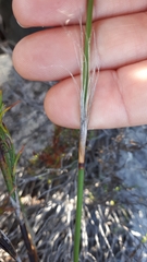 Thamnochortus lucens