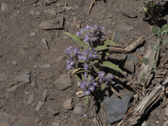 Phacelia humilis