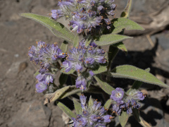 Phacelia humilis, photograph (c) Lew Jones, some rights reserved (CC BY)