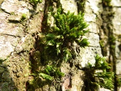 Orthotrichum stramineum