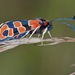 Zygaena fausta - Photo (c) Anne SORBES,  זכויות יוצרים חלקיות (CC BY-NC-SA), uploaded by Anne Sorbes