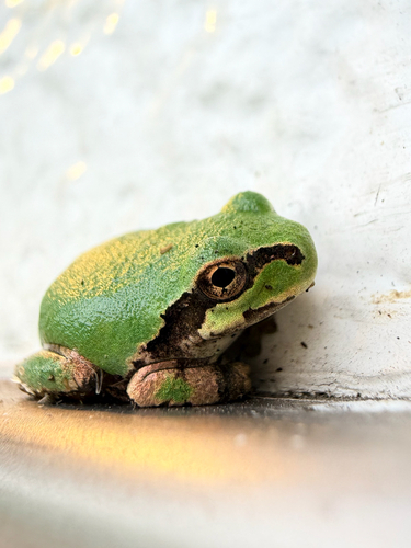 Eastern Japanese Tree Frog