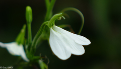 Rhinacanthus